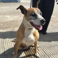 Adopta a Hera