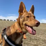 Adopta a Max