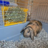 Adopta a Bonnie