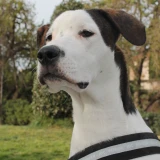 Adopta a Tofu