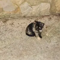 Adopta a Bebé Carey