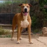 Adopta a Dolores