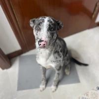 Adopta a Zeus