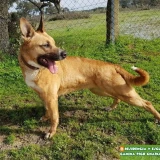 Adopta a Kiara