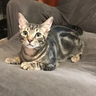 Bruno