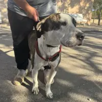 Adopta a Tom Tom