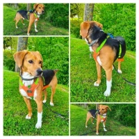 Adopta a Ayron