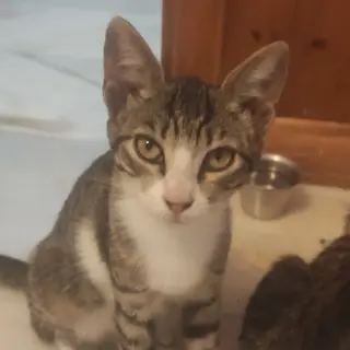 Sulga