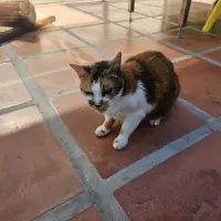 Adopta a Hera