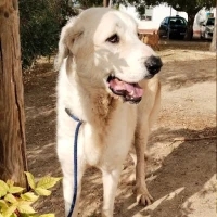 Adopta a Kenai