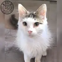Adopta a Yuki