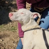 Adopta a Luna