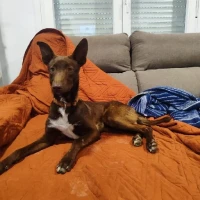 Adopta a Brownie