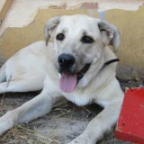 Adopta a Mali