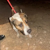 Adopta a Kira Abuela