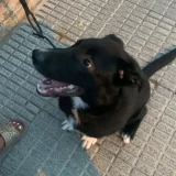 Adopta a Oso