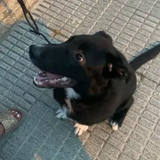 Oso