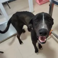 Adopta a Raúl