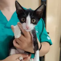 Adopta a Eliot