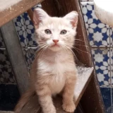 Adopta a Calucha