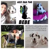 Adopta a Bebe
