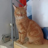 Adopta a Ginger F