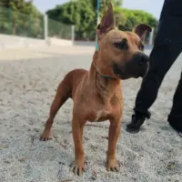 Adopta a Scrappy-Doo