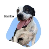 Adopta a Kimba