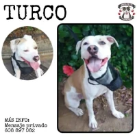 Adopta a Turco