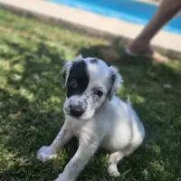 Adopta a Bolero  Cachorro Tlf 645978718