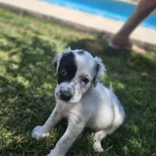Bolero  Cachorro Tlf 645978718