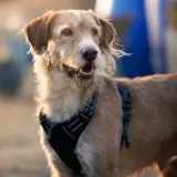 Adopta a Doraimon