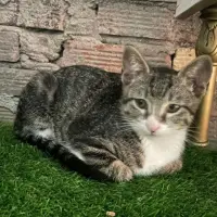 Adopta a Cinzo