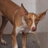 Adopta a Autumn