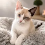 Adopta a Pelusa