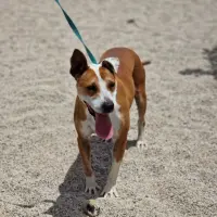 Adopta a Manteca