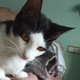 Adopta a Luffo