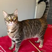 Adopta a Lyu