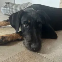 Adopta a Orion