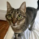 Adopta a Eleine