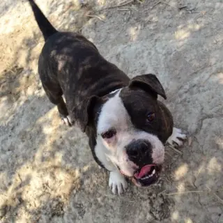 Tyson