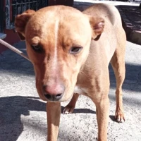 Adopta a Mario