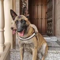 Adopta a Beyonce Preciosa Malinois, Tlf 645978718
