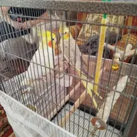 Adopta a Cucki Y Rita