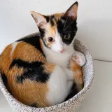 Adopta a Mila