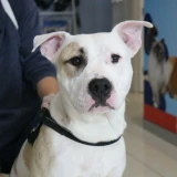 Adopta a Bollo