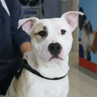 Bollo