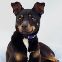 Adopta a Malva