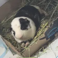 Adopta a Bonie