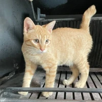 Adopta a Galleta
